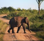 Udawalawa National Park, Wild life, Elephant